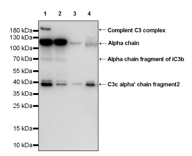 C3c Recombinant Rabbit mAb (S-1192-75)