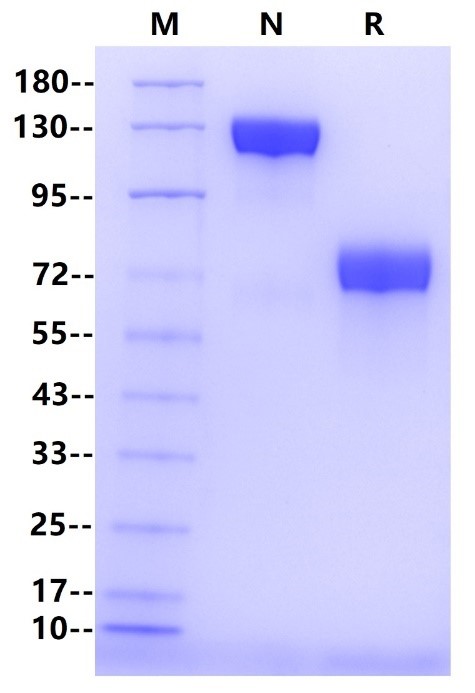 Siglec-3/CD33 Fc Chimera Protein, Human