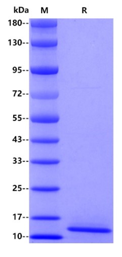 Human papillomavirus type 18 E7 Protein