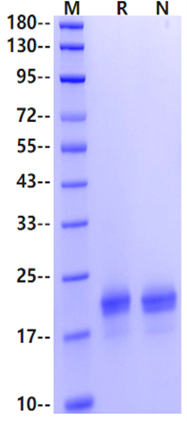 MOG(1-125) Protein, Human