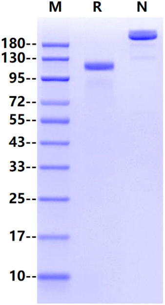 Her2 Fc Chimera Protein, Human