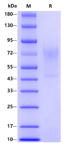 Human CD138, His tag
