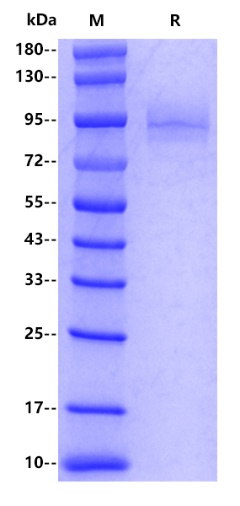 Human Integrin beta 6, His tag