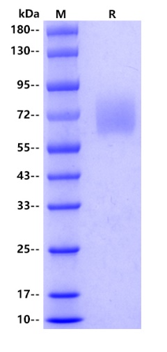 Human CD58, hFc tag