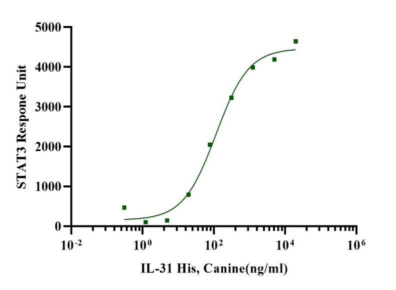 IL-31 Protein, Canine