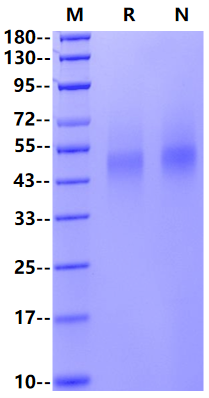 IL-7R alpha/CD127 His Tag Protein, Human