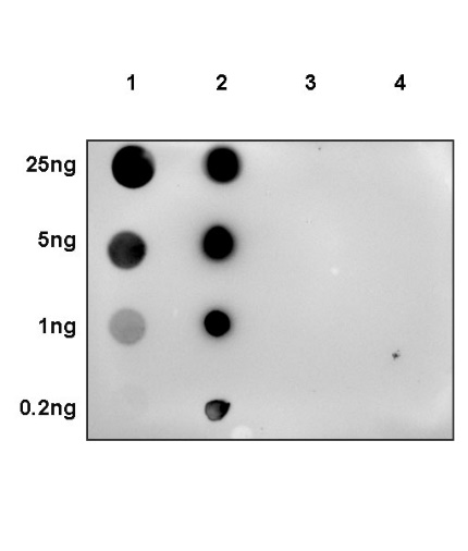Phospho-p44/42 MAPK (Erk1/2) (Thr202/Tyr204) Recombinant Rabbit mAb (S-602-276)