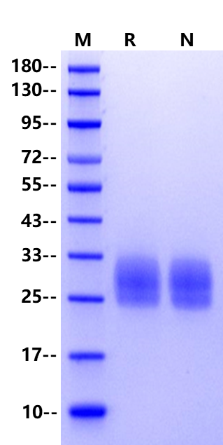 LAIR1/CD305 His Tag Protein, Human