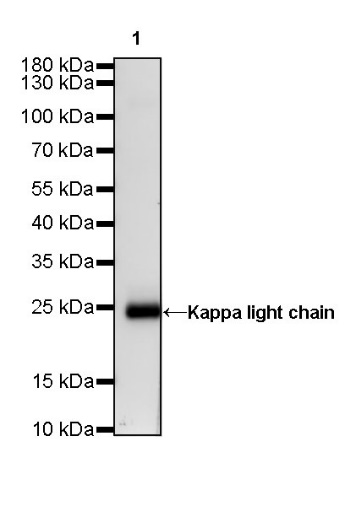 Kappa light chain Recombinant Rabbit mAb (S-385-23)
