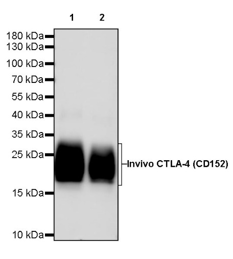 Invivo anti-mouse CTLA-4 (CD152) mAb