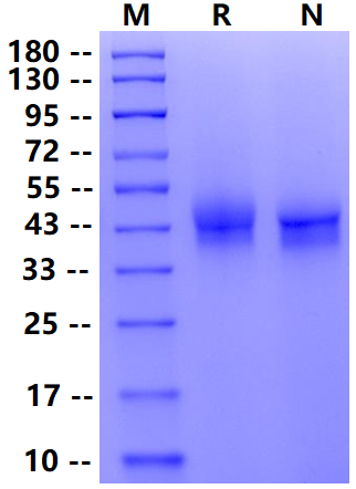 Biotinylated Fc γ RIIIa/CD16a(V176) Avi&His Tag Protein, Human
