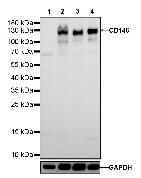 CD146 Recombinant Rabbit mAb (SDT-348-6)