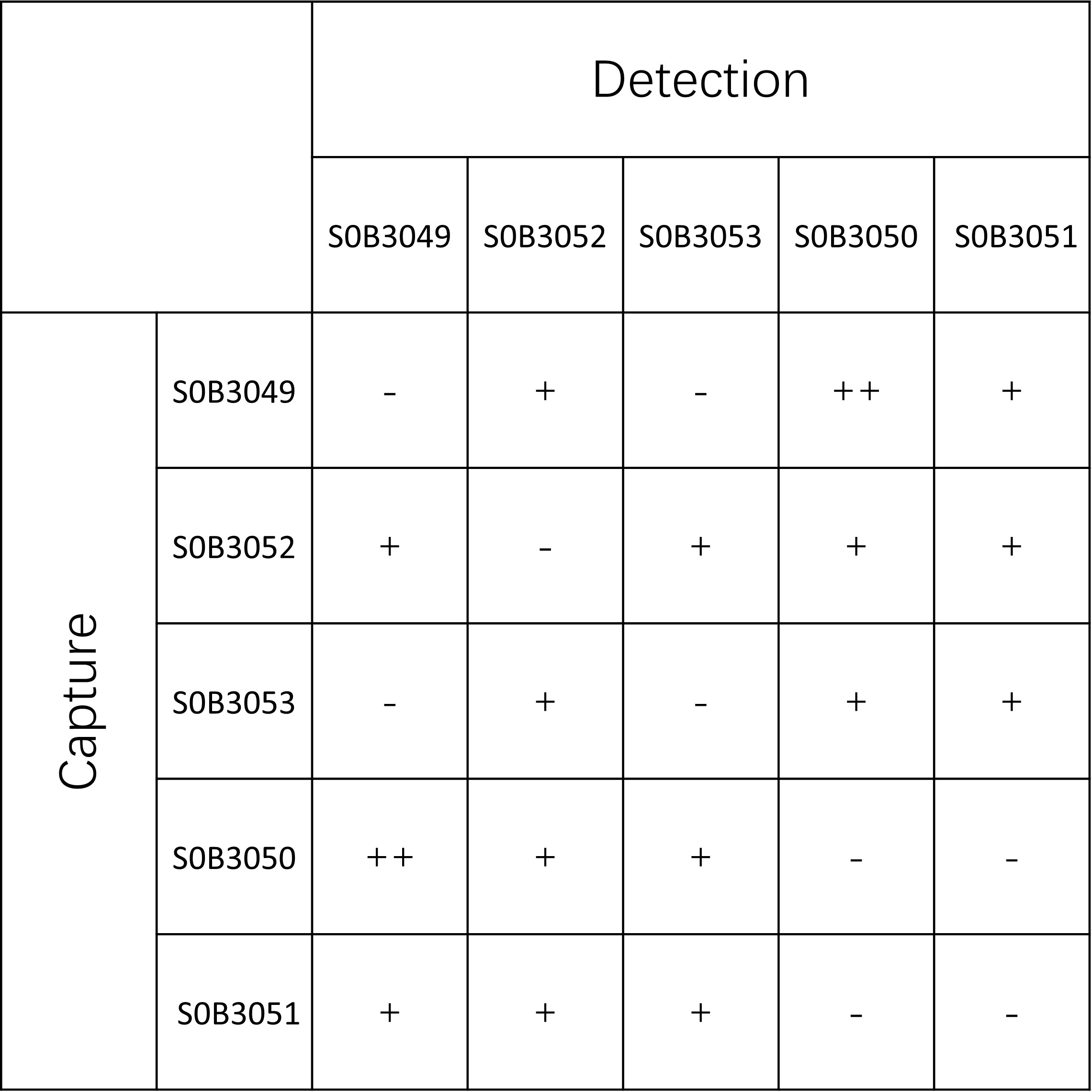 ST2 Recombinant Rabbit mAb (SDT-094-75)