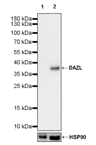 DAZL Recombinant Rabbit mAb (S-1552-6)
