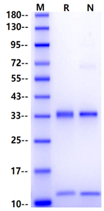FcRn His Tag Protein, Cynomolgus