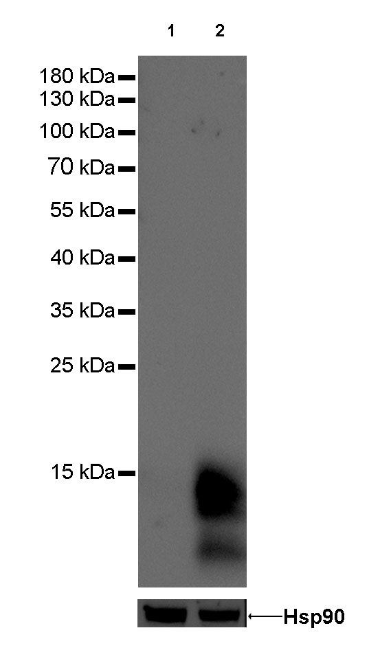 S-RMab® GCDFP-15 Recombinant Rabbit mAb (SDT-010-579)