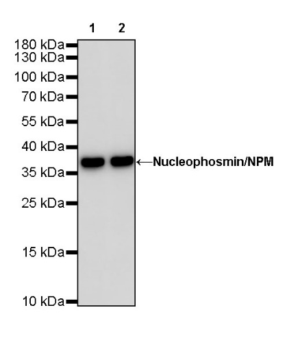 Nucleophosmin/NPM Recombinant Rabbit mAb (S-R231)