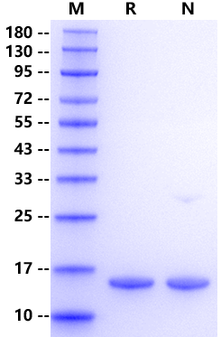 FABP1 His Tag Protein, Human