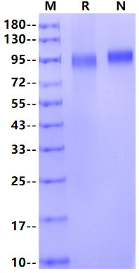 PEAR1 His Tag Protein, Human