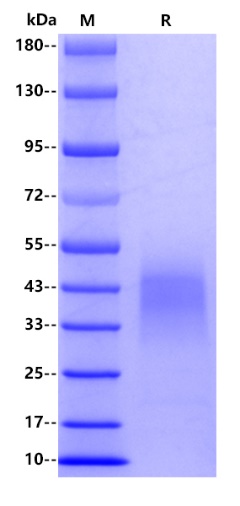 Human CD27, His tag
