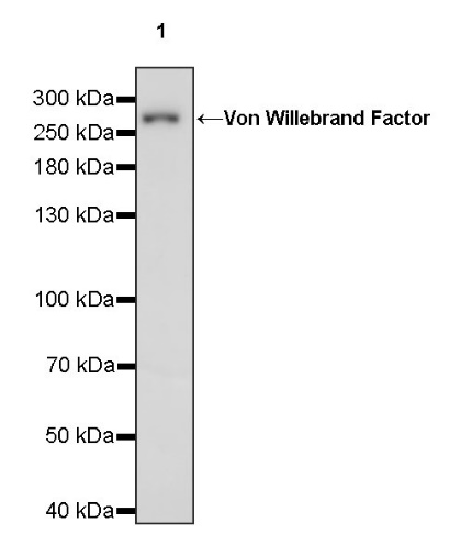 Von Willebrand Factor Recombinant Rabbit mAb (S-663-116)