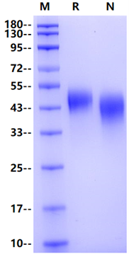 Siglec-3 His Tag Protein, Human