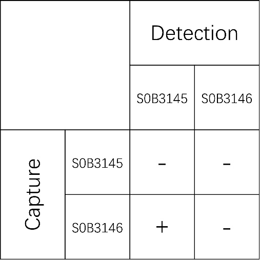 AFP Recombinant Rabbit mAb (SDT-089-81)