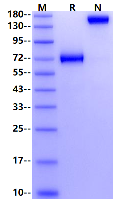 Biotinylated VSIG4 Fc&Avi Tag Protein, Human