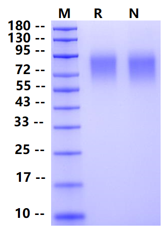 Biotinylated CEACAM-1/CD66a His&Avi Tag Protein, Human
