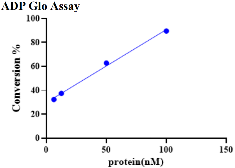 CD209 His Tag Protein, Human