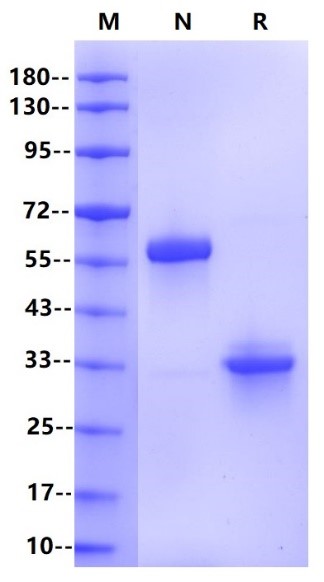 IgG1 Fc Protein, Human
