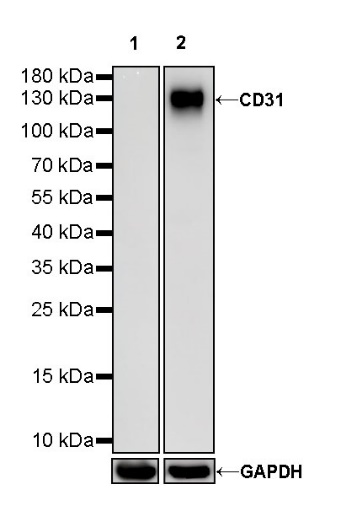 CD31 Mouse mAb (S-934-6)