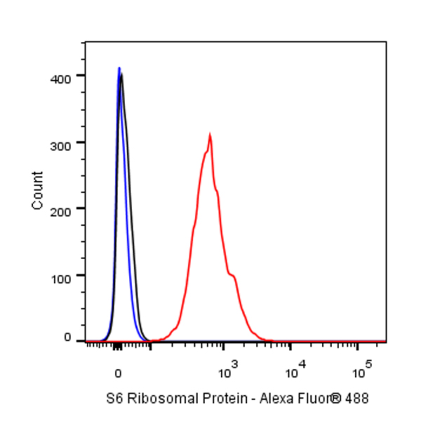 S6 Ribosomal Protein Recombinant Rabbit mAb (S-479-1)