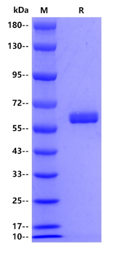 Human MMP3, His tag