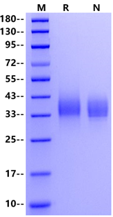 LILRA5/CD85f/ILT11 His Tag Protein, Human