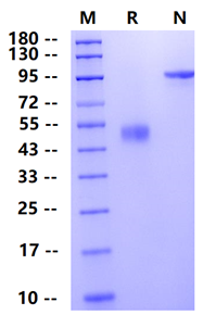 Biotinylated CTLA4 Fc&Avi Tag Protein, Human