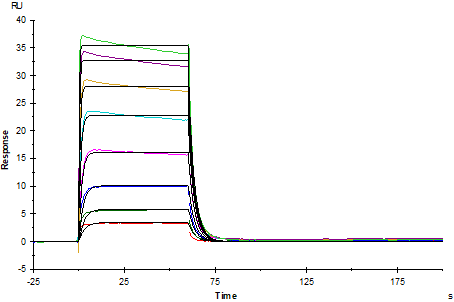 IL-3 Rα/CD123 His Tag Protein, Mouse
