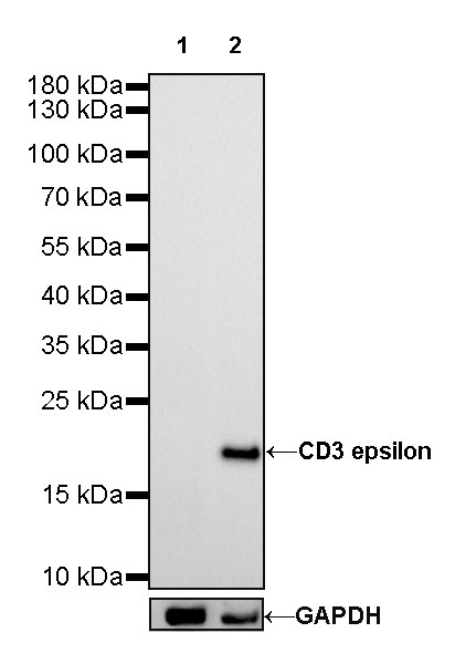S-RMab® CD3 epsilon Recombinant Rabbit mAb (SDT-R137)