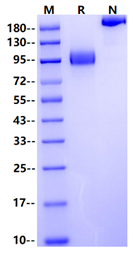LILRA2 Fc Chimera Protein, Human