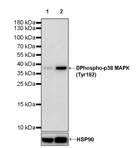 Phospho-p38 MAPK (Tyr182) Recombinant Rabbit mAb (S-617-138)