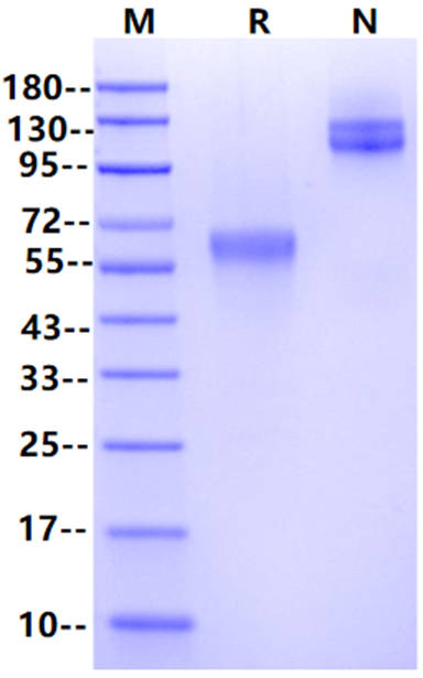 ACVR2B Fc Chimera Protein, Human