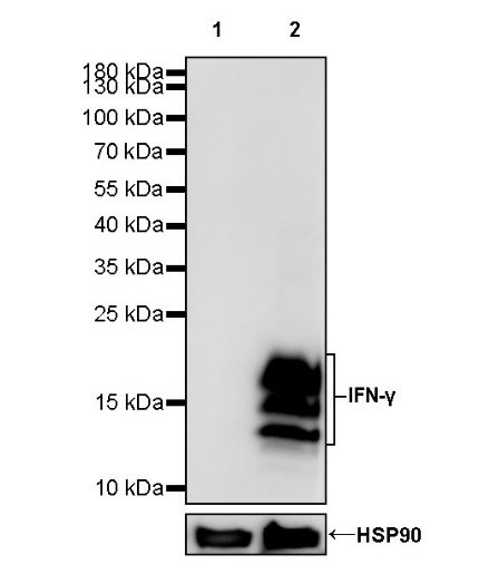 IFN-γ Recombinant Rabbit mAb (S-212-145)