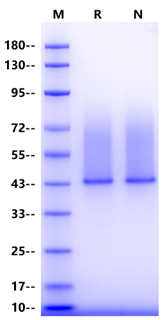 Syndecan-1/CD138 His Tag Protein, Mouse
