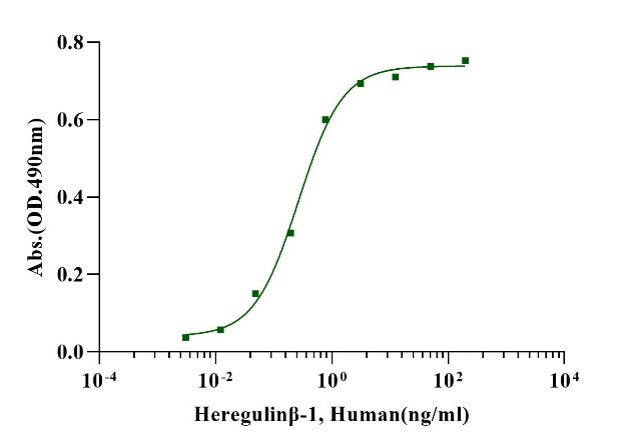 NRG1/Heregulin-β1 Protein, Human