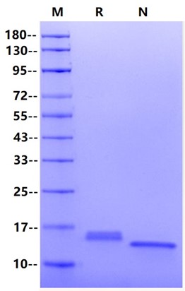 IL-3 Protein, Mouse