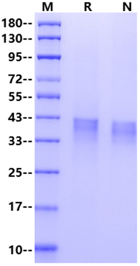 FST/Follistatin His Tag Protein, Mouse
