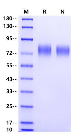 LILRA1 His Tag Protein, Human