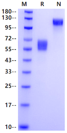 TGFBR2 Fc Chimera Protein, Human