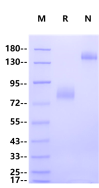 B7-H6/NCR3LG1 Fc Chimera Protein, Human