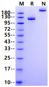Tie-2 Fc Chimera Protein, Human